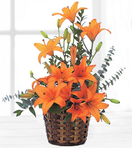 Nature's Wonders Florist - Orange Flowers - Asiatic Lilies Basket - Orange  Flower Arrangement - Local Delivery